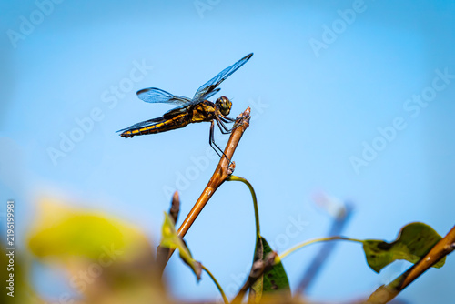 Tapety artystyczne dragonfly on twig