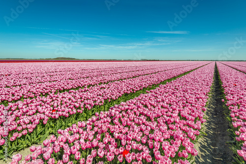 Large field of mainly pink-blooming tulips. The tulips are grown in a Dutch polder at the farm of a specialized bulb grower. The photo was taken on a sunny spring day.