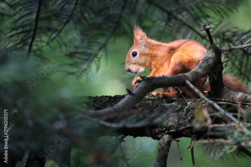 Fotografie funny red squirrel sits on a spruce tree in the forest, gnawing on a nut against a blurred green backdrop of spruce branches on a warm, sunny day