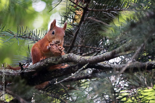 Foto funny red squirrel sits on a spruce tree in the forest, gnawing on a nut against a blurred green backdrop of spruce branches on a warm, sunny day