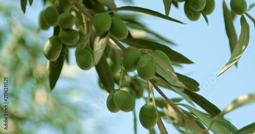 Close-up view of a fresh green olive branch against a clear blue sky. The natural Mediterranean scene evokes peace, agriculture, organic farming, summer, healthy living, and the beauty of olive trees.