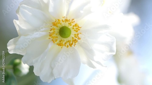Bright white blossoms of the autumn anemone sway gently in the wind; sun shines through white blossoms of the autumn anemone with a yellow center; delicate pistils, flowering Anemone hupehensis