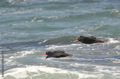 Obraz na plátně Two African Black Oystercatchers Haematopus moquini in flight over ocean waves