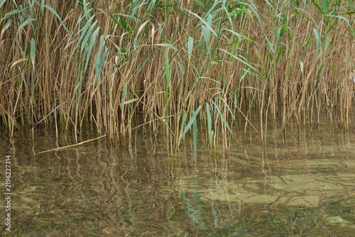 Natural wetland habitat with submerged reeds and gentle reflections, ideal for themes of mindfulness, sustainability, and autumn transitions