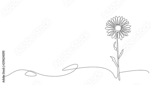 animated minimal continuous line drawing of a single daisy flower with copy space, line art animation