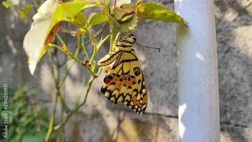 butterfly on a leaf