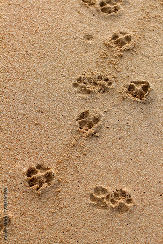 Paw prints imprinted in the fine sand on a sunny beach