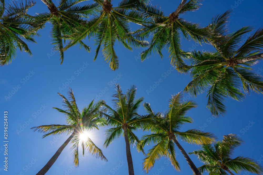 Obraz premium Palm background. Green tropical palm texture. Palms leaf pattern. Nature tropical background. Summer background. Palm tree on blue sky. Tropical paradise. Exotic palm background. Jungle green.