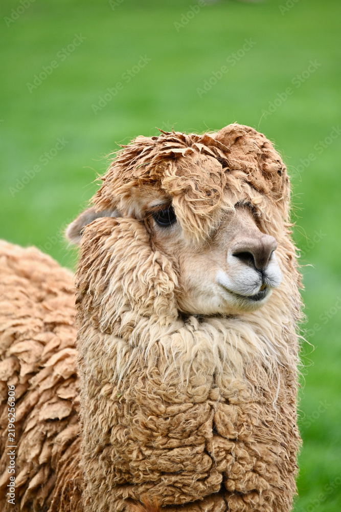 Obraz premium Fluffy Alpaca Close Up Portrait in Mountain Pasture
