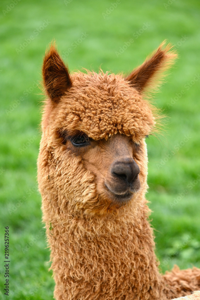 Fototapeta premium Cute Fluffy Alpaca Headshot Close Up on Farm