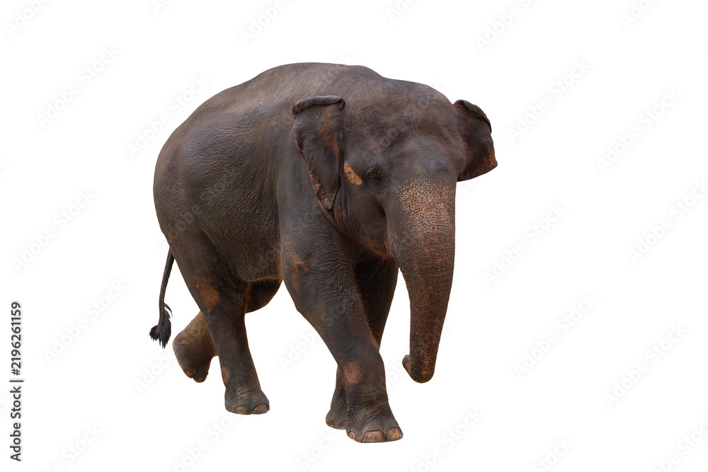 Fototapeta premium Elephant isolated on transparent background png file 