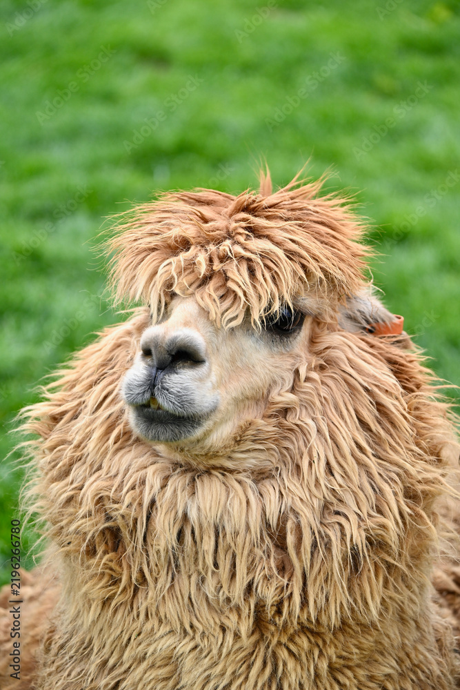 Obraz premium Head Shot Portrait of a Cheerful Fluffy Alpaca in Outdoor Pasture