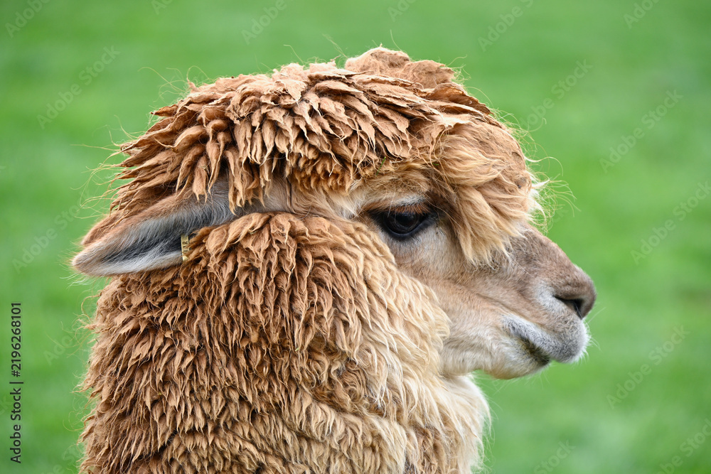 Fototapeta premium Close Up Portrait of Soft Wool Fluffy Alpaca Head
