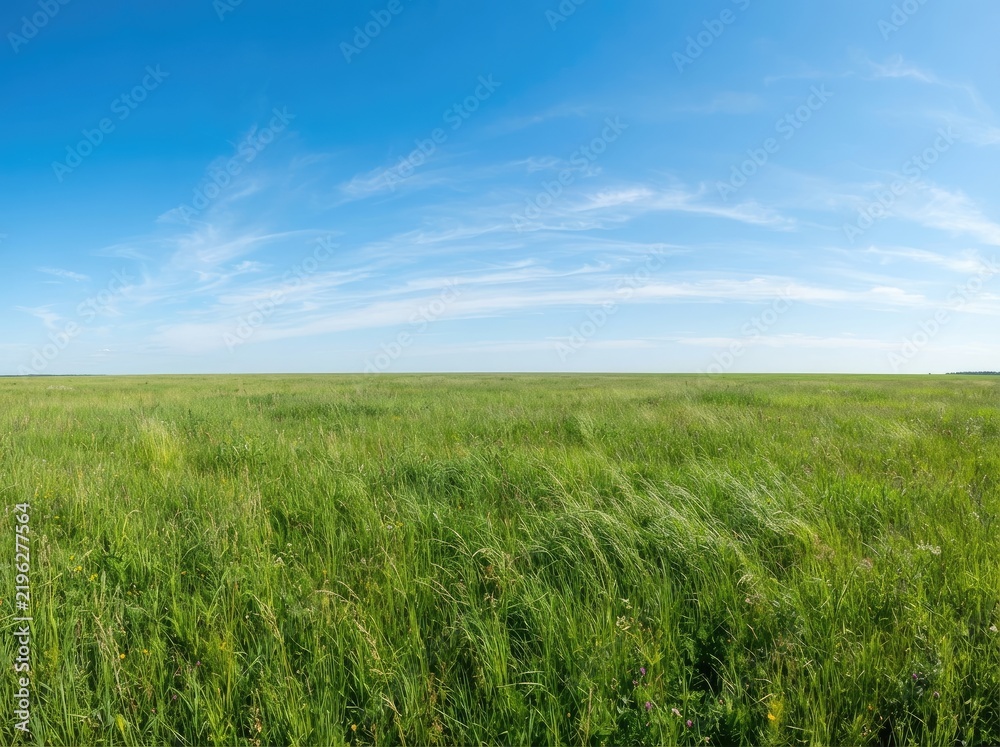 Obraz premium Panoramic view of a vast green meadow under a bright blue sky with light clouds