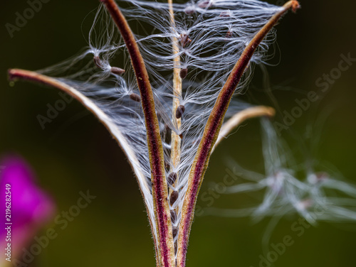 L'image montre une capsule de fruit ouverte d'une plante du genre Épilobe (Epilobium), laissant apparaître de petites graines brunes attachées à des aigrettes de poils soyeux blancs.