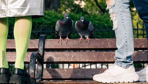 Two pigeons sitting on a park bench judging human fashion choices with supreme condescension.