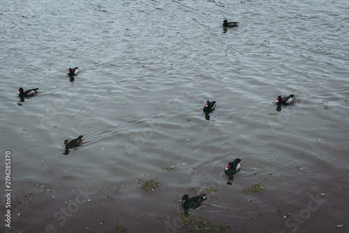 Obraz na płótnie Patos