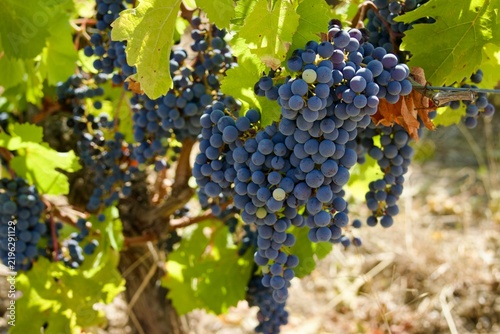 Картината върху платно Cabernet Franc