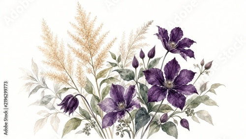 Watercolor illustration of deep purple clematis flowers with tall beige ornamental grasses against a white background.