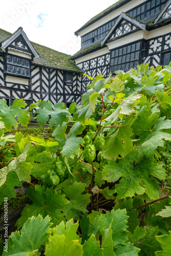Traditional crop of hops growing outside an ancient Tudor building
