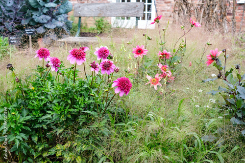 Dahlias and grasses in bloom in an English garden in September