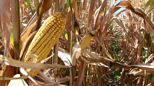 ripe yellow corn cobs on dry stalks in agricultural field
