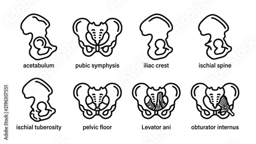 Canvastavla Pelvic Anatomy Diagrams: A collection of line drawings illustrates various parts of the human pelvis, including the acetabulum, pubic symphysis, iliac crest, ischia, pelvic floor, and rotator muscles