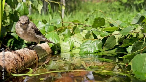 A small gray songbird is getting ready to take a swim in a natural body of water against a backdrop of greenery