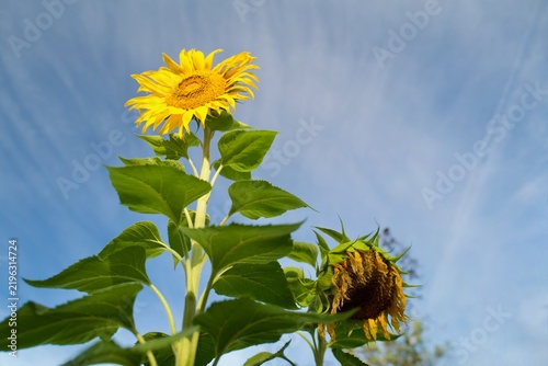 Low angle view of bright yellow sunflower blooming next to a withered flower against blue sky
