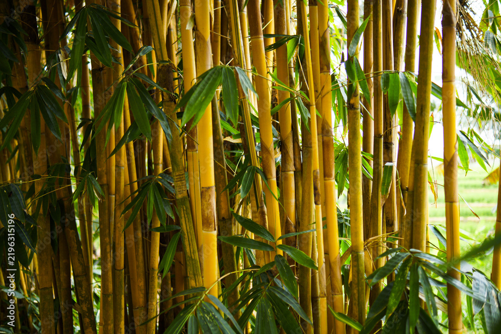 Obraz premium Planting bamboo offers numerous remarkable benefits, ranging from environmental preservation to high economic value. This plant is renowned for its rapid growth, ability to absorb large amounts of car