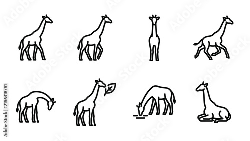 Photography Giraffe Icon Collection: A set of clean, modern line icons depicting giraffes in various poses and actions, ideal for infographics or graphic design projects