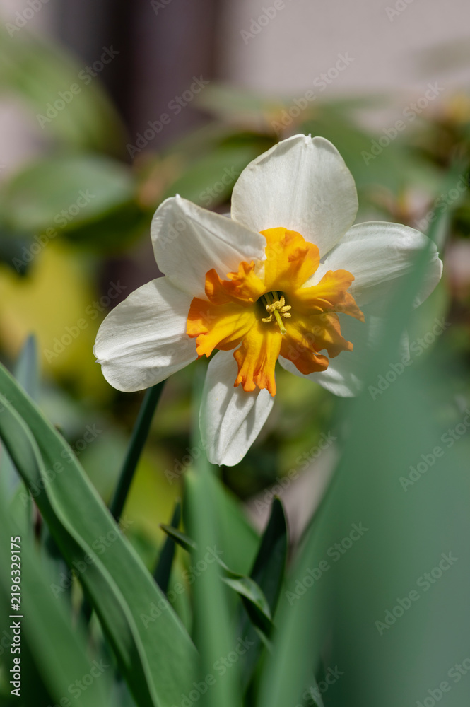 Fototapeta premium Narcissus Orangery split-corona narcissus flower blooming in spring garden with soft natural light
