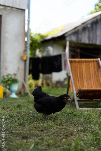 Fotografie Black hen walking on green grass in a rural backyard
