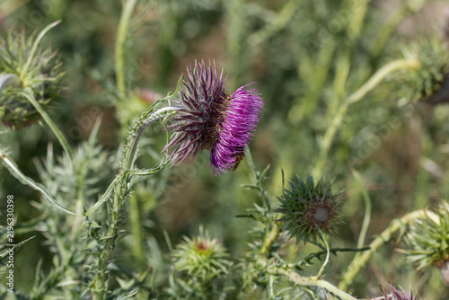 Cuadro en lienzo Nodding thistle (Carduus nutans) with purple flower in summer