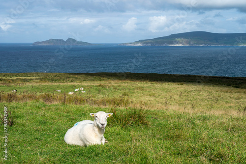 Foto Schaf auf der Halbinsel Iveragh in Kerry, Irland