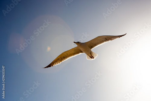 Bild auf Leinwand seagull in flight