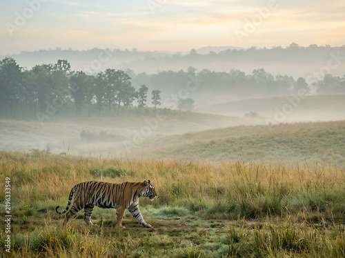 Majestic wild tiger walking through tall grass in misty savanna landscape during early morning light in exotic forest.