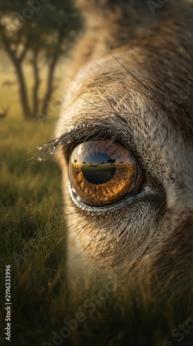 Close up of deer eye in nature