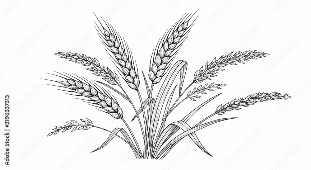 Obraz premium Drawing of wheat stalks and grains with detailed textures