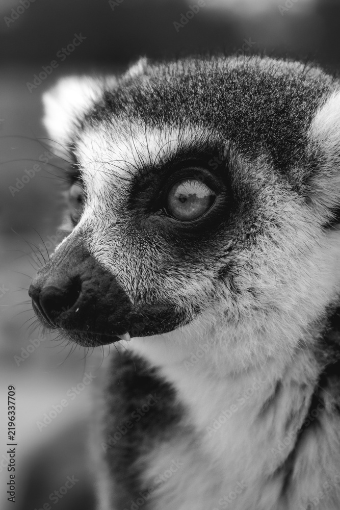 Obraz premium Close up picture of a lemur