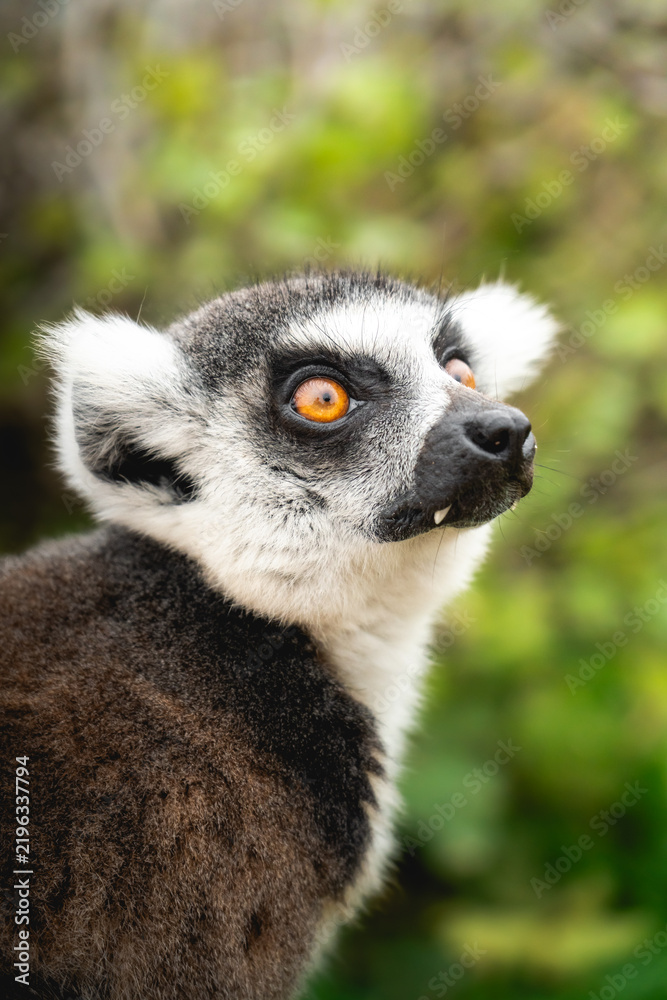 Fototapeta premium Portrait of a lemur 