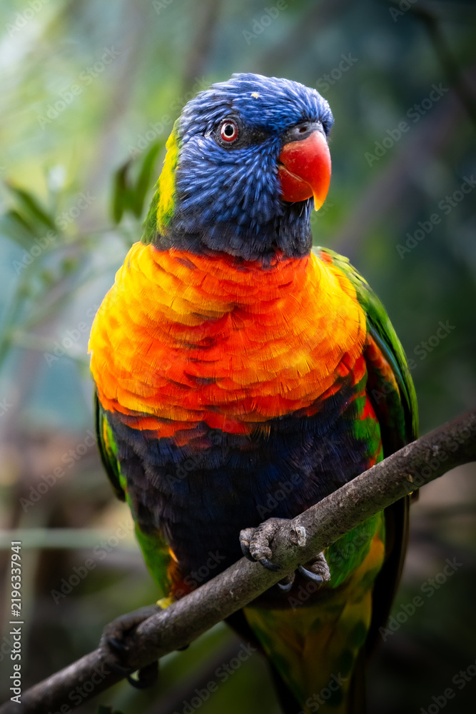 Obraz premium A colourful parrot 
