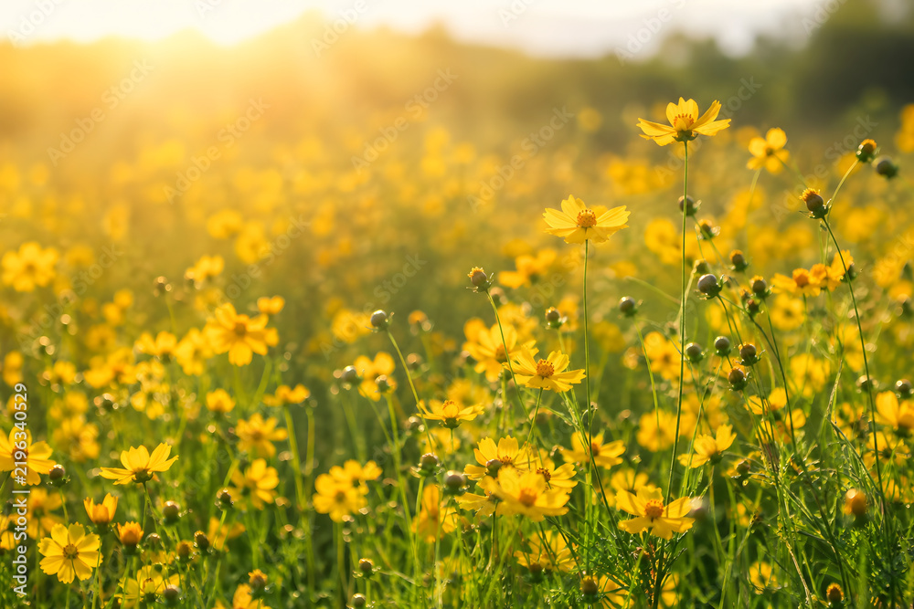 Fototapeta premium Wildflower meadow bathed in warm sunlight with slender green stem and dense yellow bloom, serene summer field scene