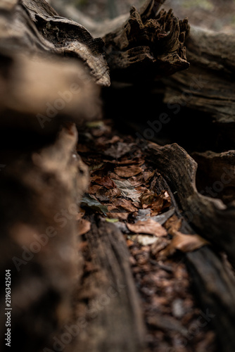 Quadro su tela Dark moody macro perspective inside a decomposing hollow tree trunk with fallen