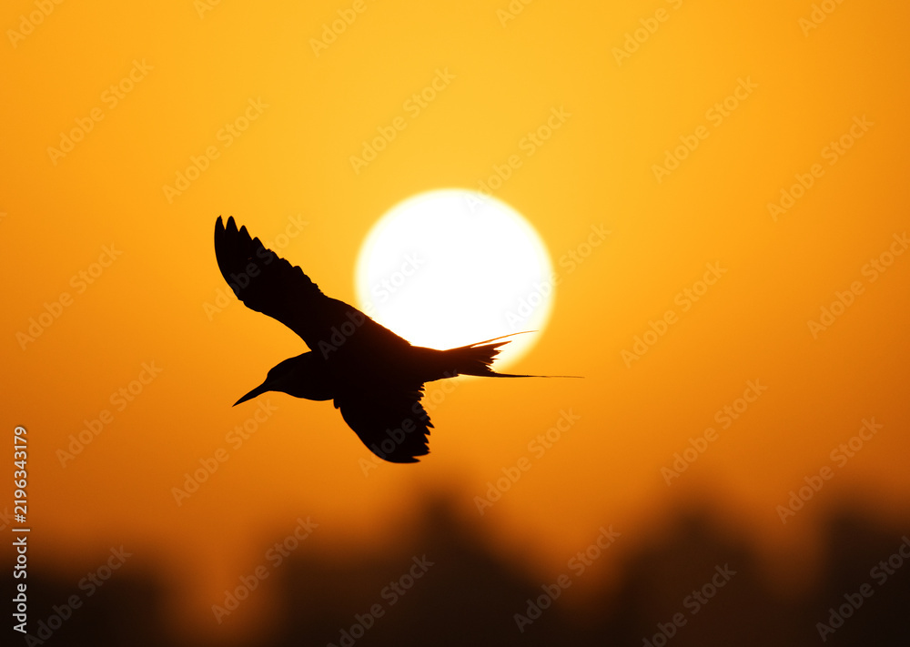Fototapeta premium White-cheeked Tern flying with the sun at the backdrop, Tubli bay, Bahrain