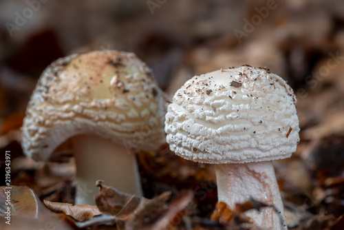 Blushing amanita / blusher amanitas (Amanita rubescens), young stage of fruiting body of edible mushroom on the forest floor in autumn / fall