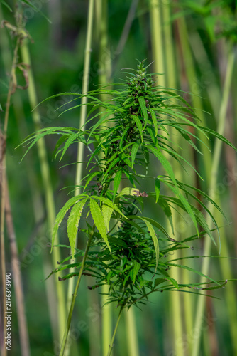 Industrial hemp buds (Cannabis sativa) grown for paper, rope, textiles, clothing, biodegradable plastics, paint, insulation, biofuel, food and fodder