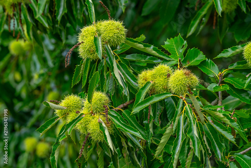 Sweet chestnut tree / Spanish chestnut / European chestnut (Castanea sativa) close-up of branches laden with spiny cupules in early autumn / fall