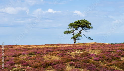 Foto Lone Pine Tree on Purple Heath at Randbøl Hede, Denmark