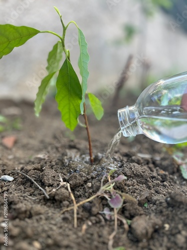 Fotografía Watering a young green plant seedling from a plastic bottle in the garden soil